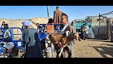 اسواق الاغنام والخراف باسيوط  (40)