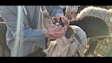 اسواق الاغنام والخراف باسيوط  (34)