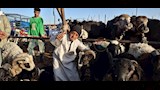 اسواق الاغنام والخراف باسيوط  (31)