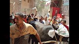 العجلوقبل ذبحه