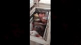 حملات رقابية ببني سويف تضبط لحومًا فاسدة (3)