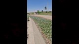 ورد النيل في سوهاج
