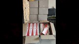 اللبان المضبوطات