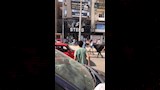 عجل هارب يقتحم محل ملابس في بني سويف (4)