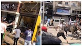 عجل هارب يقتحم محل ملابس في بني سويف ـصور 