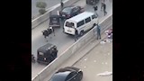 عجل هارب يُثير الهرج أعلى كوبري الشون بالمحلة