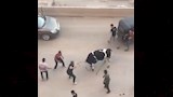 عجل هارب يُثير الهرج أعلى كوبري الشون بالمحلة
