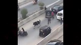 عجل هارب يُثير الهرج أعلى كوبري الشون بالمحلة