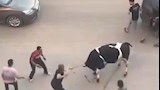 "أكشن الأضاحي".. مطاردات طريفة للمواشي الهاربة قبل الذبح بالمحافظات (فيديو وصور)
