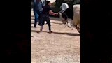 مطاردات طريفة للمواشي الهاربة قبل الذبح بالمحافظات (12)
