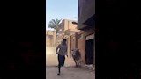 مطاردات طريفة للمواشي الهاربة قبل الذبح بالمحافظات (13)