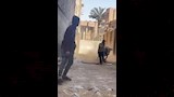 مطاردات طريفة للمواشي الهاربة قبل الذبح بالمحافظات (9)