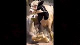 مطاردات طريفة للمواشي الهاربة قبل الذبح بالمحافظات (11)