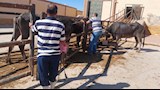 الكشف والذبح بالمجان.. إقبال على مجازر جنوب سيناء في ثاني أيام العيد