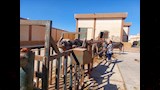 أضاحي العيد