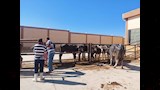 مجزر طور سيناء