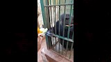 موز وبطيخ وبرتقال واناناس وجبة ملكية للقرد كوكو