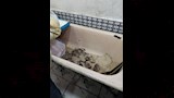 لحوم فاسدة داخل معمل في بورسعيد٢