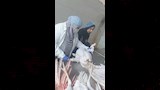 مجازر الدواجن