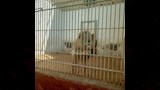 حديقة حيوان بني سويف (4)