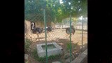 حديقة حيوان بني سويف (2)