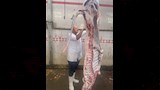 ذبح أكثر من 35 ألف أضحية بالمجازر الحكومية (3)
