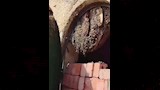 النحل ينشئ 7 طبقات من خلايل العسل داخل مقبرة