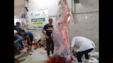 محافظ أسيوط ذبح 655 أضحية بالمجازر الحكومية خلال عيد الأضحى 