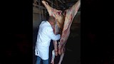 محافظ أسيوط ذبح 655 أضحية بالمجازر الحكومية خلال عيد الأضحى 