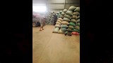توريد الأقماح 