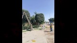 حملات مكثفة لتجميل وتهذيب الأشجار