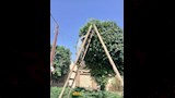 حملات مكثفة لتجميل وتهذيب الأشجار