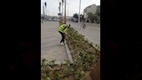 حملات مكثفة لتجميل وتهذيب الأشجار