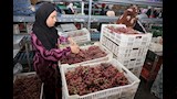 محافظ المنيا يتفقد محطة تعبئة الفراولة والعنب (4)