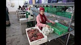 محافظ المنيا يتفقد محطة تعبئة الفراولة والعنب (5)