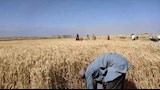 منذ بداية الموسم.. توريد 78 ألف طن قمح محلي بالفيوم (صور)