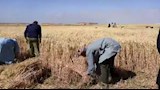 حصاد القمح بالفيوم 