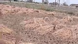 حصاد القمح بالفيوم 