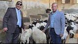 أضحية العيد.. طب بيطري القاهرة تعلن توافر أغنام برقي حر بـ300 جنيه للكيلو