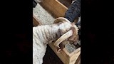 أضحية العيد