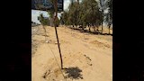 100 مليون شجرة