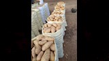 زراعة البطاطس وتصديرها فى الدقهلية (3)مزارعي البطاطس بالدقهلية