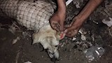 حملات تطعيم الكلاب  (3)