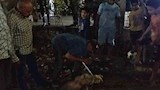 حملات تطعيم الكلاب  (7)
