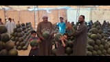 المزمار البلدي يشعل مزادات البطيخ في أسيوط (16)
