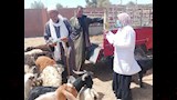 الحملة القومية ضد الحمى القلاعية بأسوان