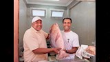اسماك متلفة الجم