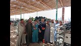 رحلة البطيخ في المنيا بين ارتفاع التكاليف وجشع التجار (2)