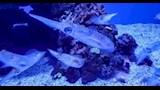 حبار اليراع