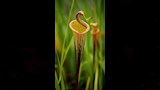 نبات Darlingtonia californica